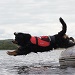 Crewsaver petfloat in action
